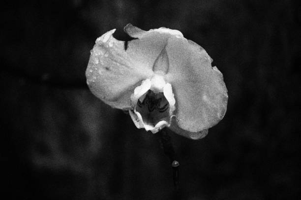 istock Orchids with Raindrops. Monochromatic Black and White Tones 1776266670