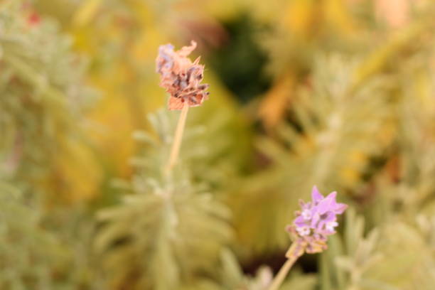 istock French Lavender in the Garden 1776268904