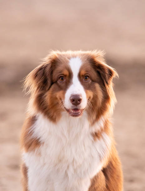 istock Female brown Australian Shepherd dog 1776275344