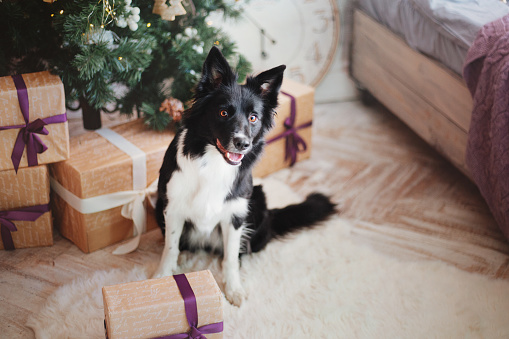 Joyful Border Collie: Celebrating Christmas and New Year with Decorations