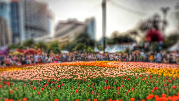 Colourful Tulips Display in Hong Kong Flower Show
