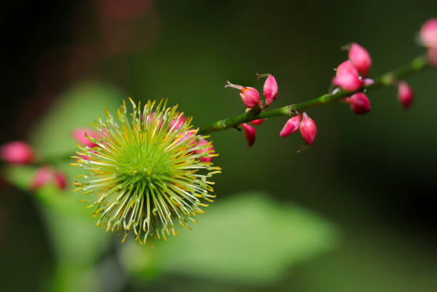 キイロアタカ(Geum aleppicum)のとがった丸い緑色の房状果実とミズヒキ(Polygonum filiforme)の花の小さな赤い花(屋外フィールド、接写マクロ撮影)