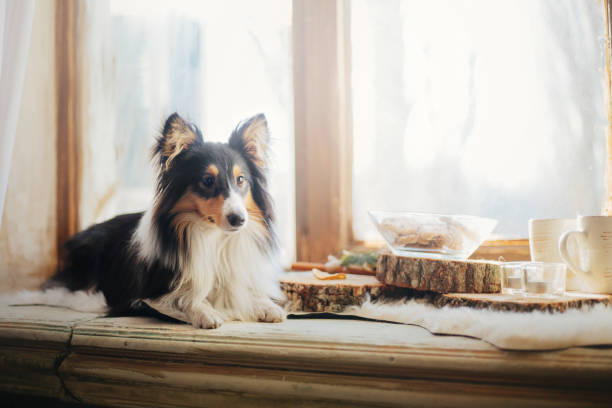 istock Shetland sheepdog (Sheltie) enjoying a delightful breakfast spread on a wooden plate, complete with coffee, tea, and delicious cakes. 1776281683