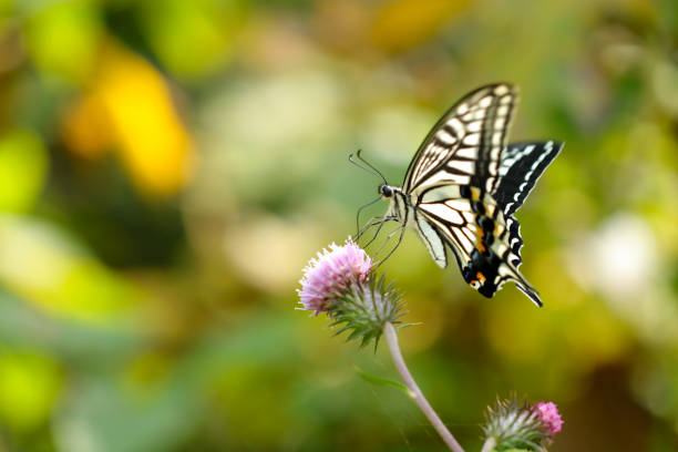 istock Swallowtail butterfly sucking nectar from thistle flowers in the meadow (Sunny closeup macro photograph) 1776282818