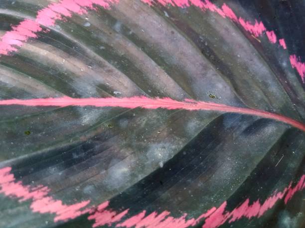istock Closeup pink colour leaf of calathea dottie 1776285036
