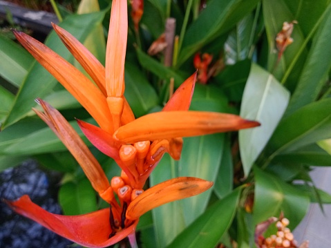 Fresh orange colour flowers and green leaves with long shape around pool