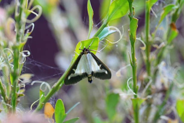 Box Tree Moth (Cydalima perspectalis), moth and caterpillar on common boxwood (Buxus sempervirens). Invasive species.