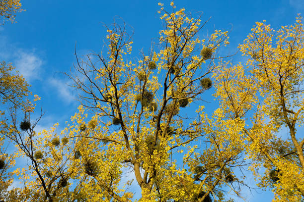 istock Omela Viscum album growing on tree 1776288393