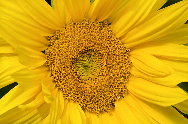 istock Closeup of sunflower. 177628948