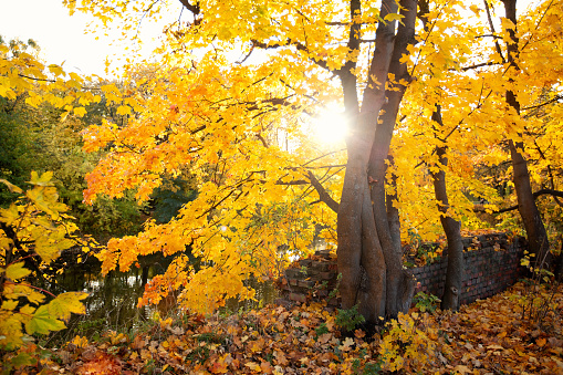 Autumn scene landscape with vibrant foliage. Gold November