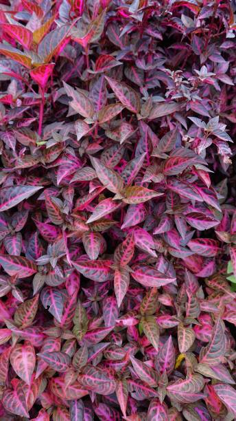 istock background pattern from plant Iresine diffusa also known as Jubas bush, Bloodleaf, Beefsteak etc 1776301561
