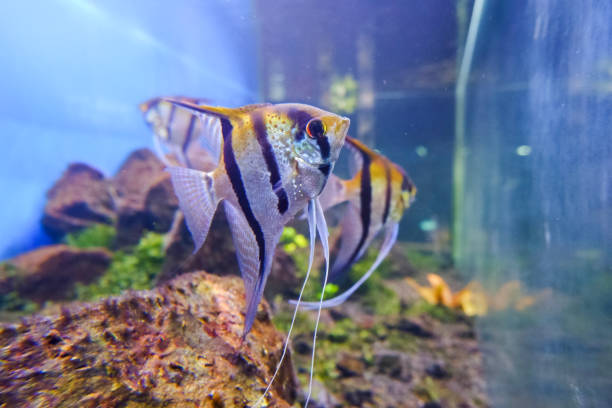 istock Selective focus of manfish swimming in an aquarium. 1776304435