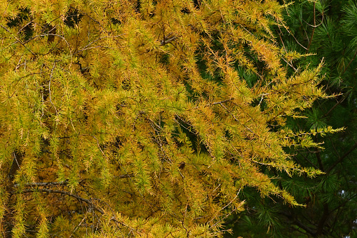 Close-up of larch tree turning golden in fall -- one of the few deciduous conifers (in the pine tree family) -- with evergreen tree in background (an eastern white pine). Larch needles grow in soft brushlike clumps and turn from blue-green to yellow before dropping in the fall.