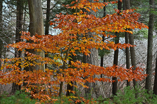 American beech (Fagus grandifolia) in New England woods turning golden in fall. This is the famous smooth-barked tree that unthinking people carve their initials into. Many American beeches suffer from two new diseases -- beech bark and beech leaf disease -- that may wipe out the species. This young beech, however, appears healthy for the time being.