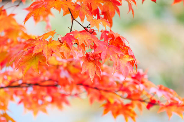 istock Red and yellow maple leaves, a beautiful autumnal scene 1776317132