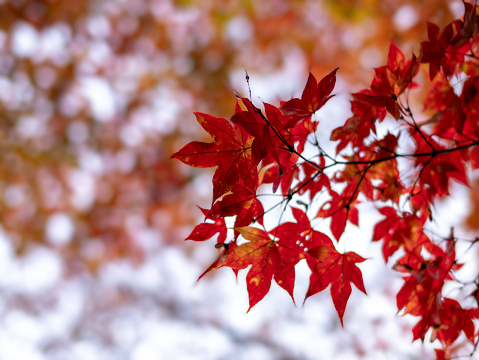 Red and yellow maple leaves, a beautiful autumnal scene
