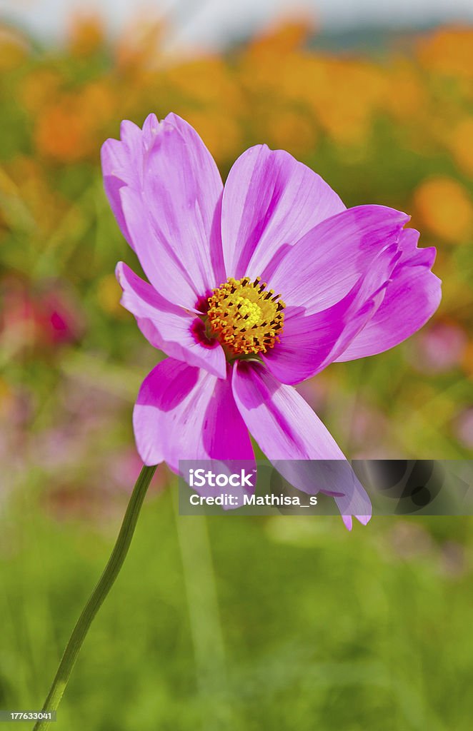 Primo piano di Cosmea o Mexican aster fiori - Foto stock royalty-free di Aiuola