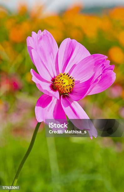 Primo Piano Di Cosmea O Mexican Aster Fiori - Fotografie stock e altre immagini di Aiuola - Aiuola, Ambientazione esterna, Bellezza