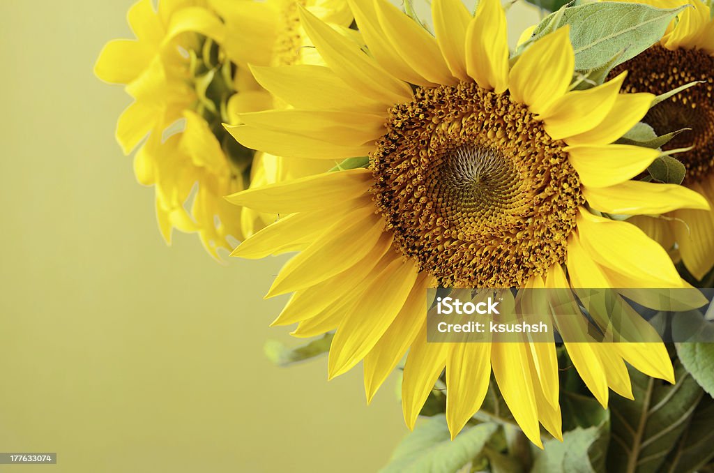 Tournesols sur fond beige - Photo de Agriculture libre de droits