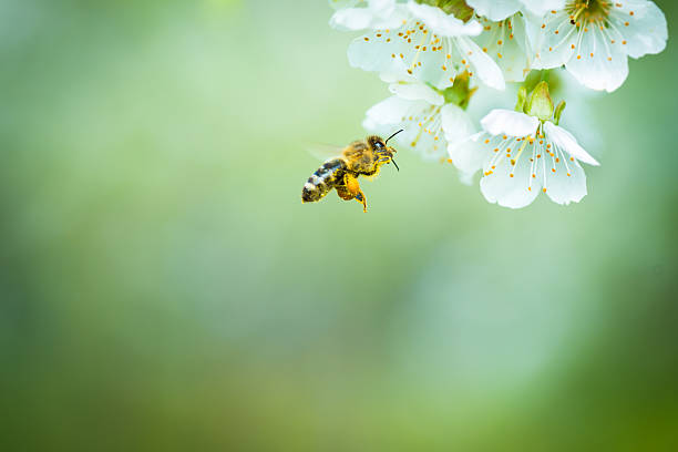 honey bee in flight approaching blossoming cherry tree - bee stockfoto's en -beelden