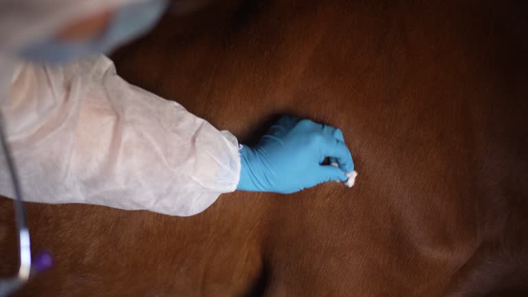 Veterinarian in gloves to vaccinate a cow against anthrax close-up