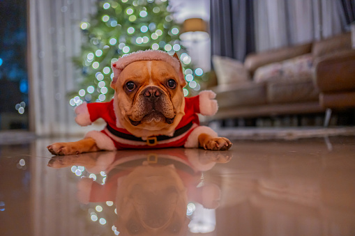 Dog dress up santa with gift and Christmas decoration at home.