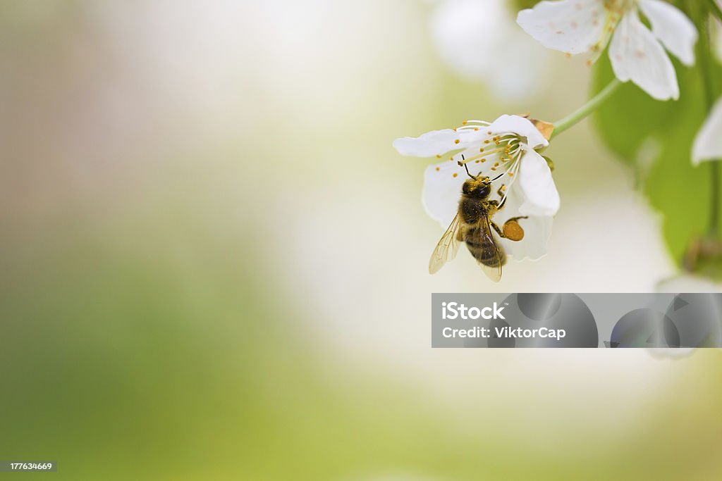 Honey bee in flight approaching blossoming cherry tree Honey Bee Stock Photo