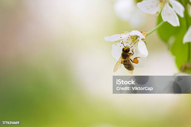 Honey Bee In Flight Approaching Blossoming Cherry Tree Stock Photo - Download Image Now