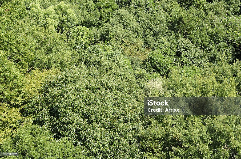 Лес canopy, как видно из выше - Стоковые фото Абстрактный роялти-фри