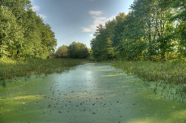 istock Conservation wetland ecosystem with green tall grass Berthierville Quebec Canada 177635121