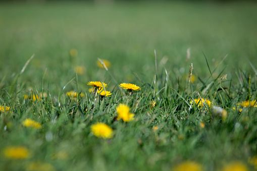 Yellow flower in a meadow