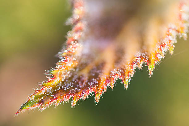 Dew coberto de folhas - foto de acervo