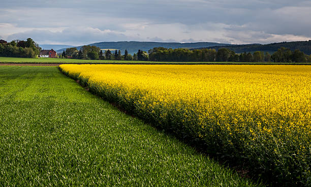 Canola pole i farmer's house – zdjęcie