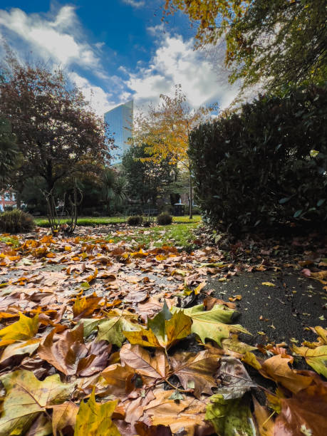 istock Autumnal Colours in Manchester 1776354985