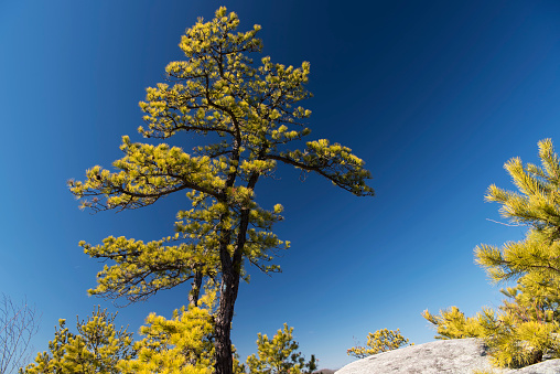 Pine trees on the whitestone cliffs trail leading up a rocky slope in plymouth connecticut on a sunny blue sky day.