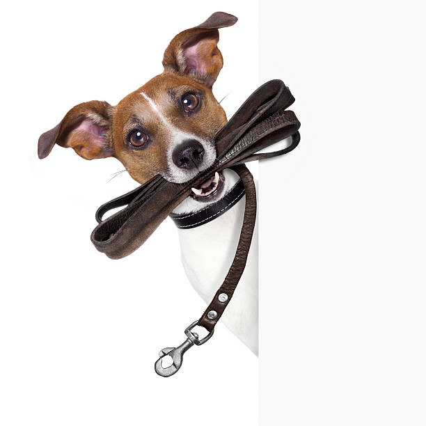Dog with brown leather leash in its mouth dog with leather leash waiting to go walkies pet leash photos stock pictures, royalty-free photos & images