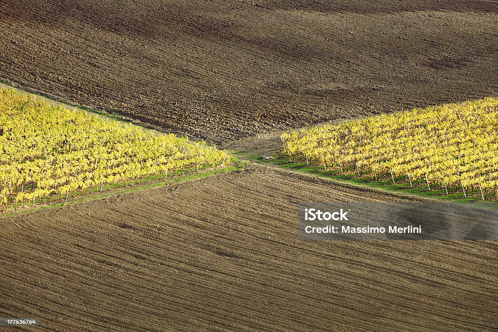 Vignoble en automne - Photo de Agriculture libre de droits