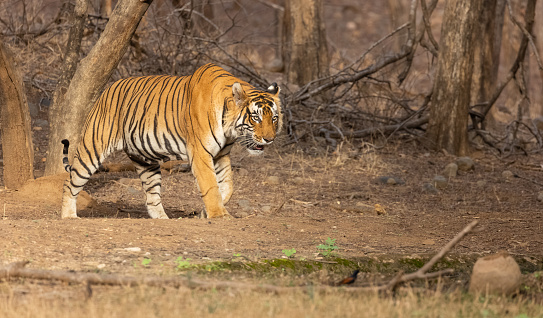 Male tiger (Panthera tigris) at the forest of ranthambore tiger reserve.