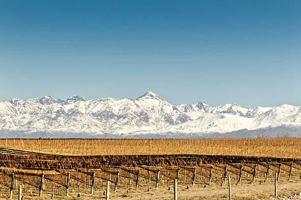 istock Expanse of vineyards 177638118