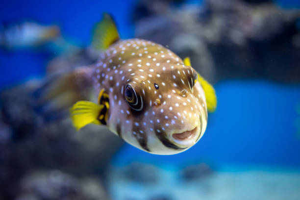 istock White-spotted puffer (Arothron hispidus) in an aquarium close-up 1776381831