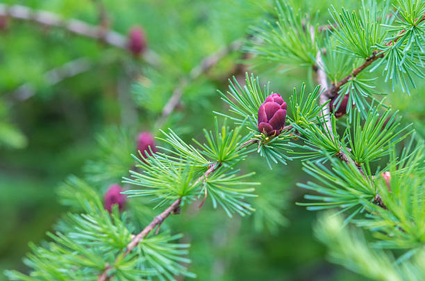 istock Close-up of fir tree branches with cones and needles 177638237
