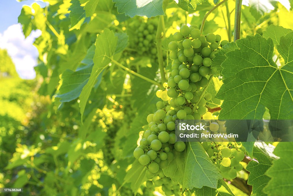 Cacho de uvas - Foto de stock de Agricultura royalty-free