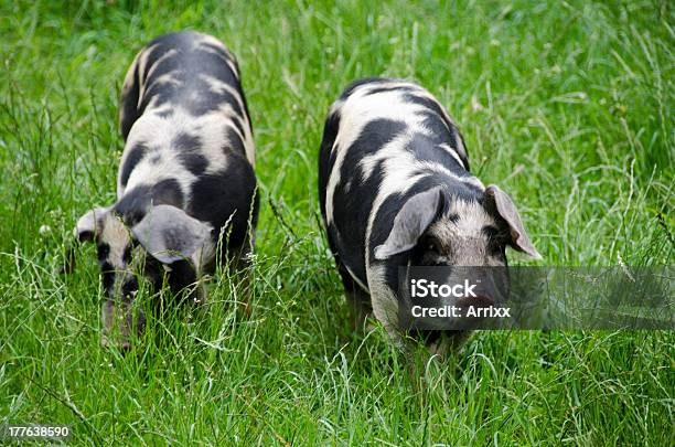 Zwei Tauben Mit Schwarzen Punkten Stockfoto und mehr Bilder von Agrarbetrieb - Agrarbetrieb, Ferkel, Fleisch