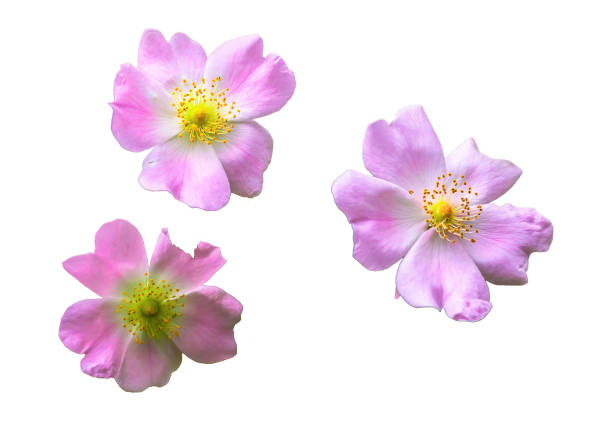istock pink wild rose on white isolated background 1776387309