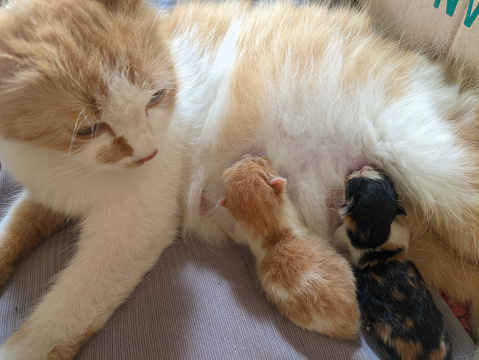 Cute kitten baby cats and mother cat