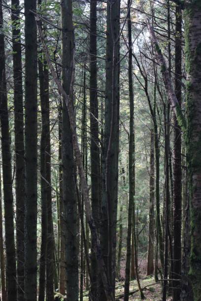 istock Woodland Tall 1776392227