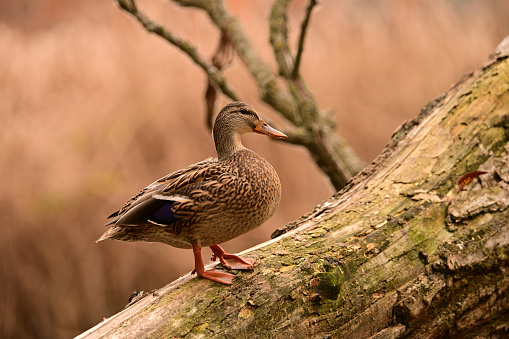 Summer scene of a female Mallard duck standing on a fallen tree along the edge of a river