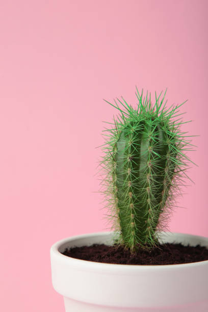 istock Small cactus in a flowerpot on pink background. Space for text 1776400885