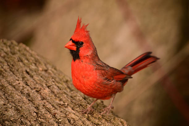 istock Colorful Northern Cardinal male bird 1776401417