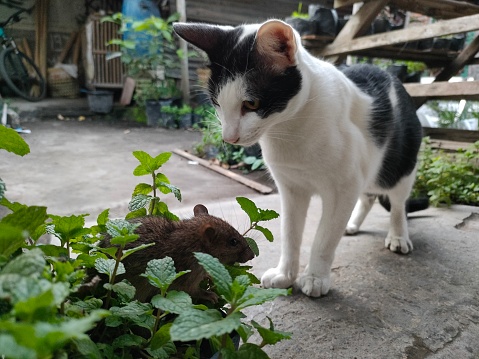 seen cats hunting mice. The cat looked enthusiastic about chasing the mouse in the bushes until it was brought to the field area. When a village cat manages to catch an animal, the mouse is only used as a game